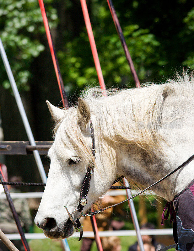 Percheron Horse和lans